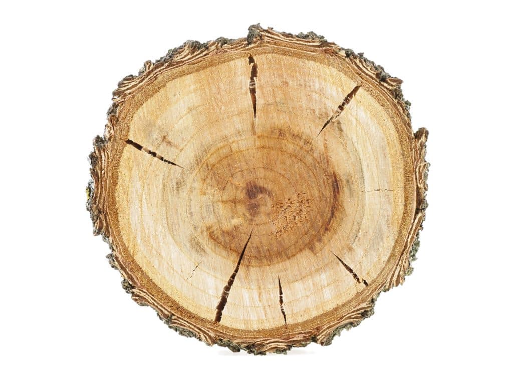 stock image of a tree stump looking at the rings, cracks in the tree