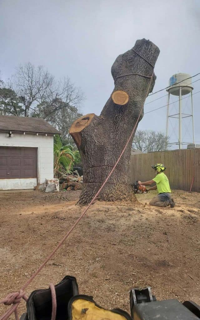 man cutting tree with a chainsaw